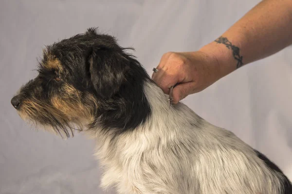 Hund hår trimning-grooming. Bra Jack Russell Terrier — Stockfoto