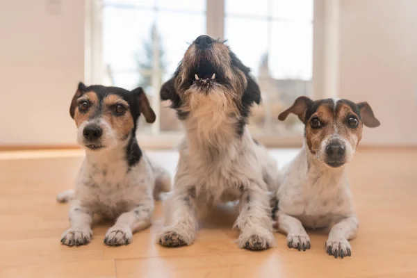 Três Jack Russell deitam-se no chão do apartamento. Um dos — Fotografia de Stock