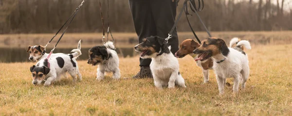 Owner walk with many dogs at the leash - jack russell terrier