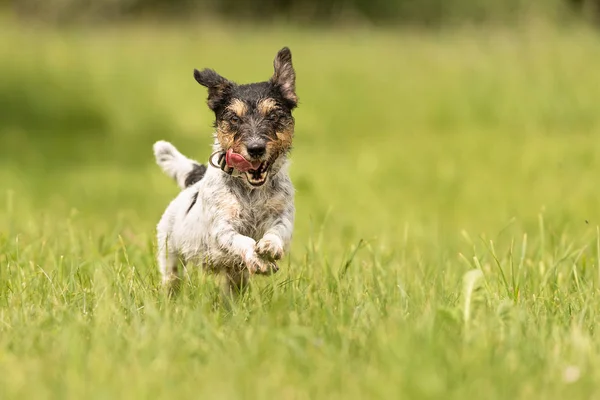 Pequeño perro viejo corre y vuela sobre un prado verde en primavera - Jac —  Fotos de Stock