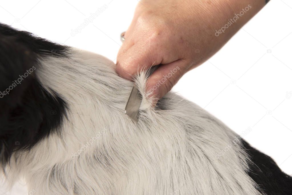 Dog hair trimming - grooming. Good Jack Russell Terrier