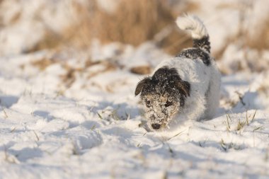 Safkan Jack Russell Terrier bir iz sarkıyor. 