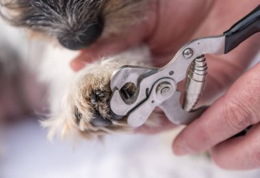 Jack Russell Terrier köpeği tarafından kesilmiş pençeler. Yakın çekim