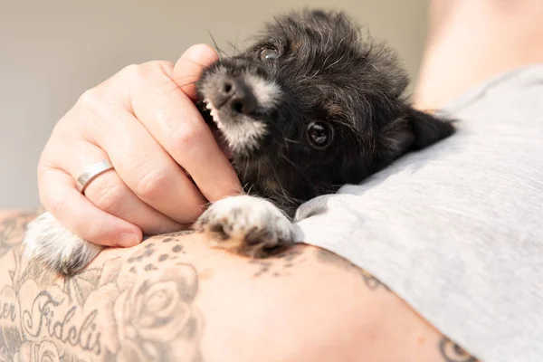 Propietario está jugando con su joven perro cachorro Jack Russell y es que — Foto de Stock