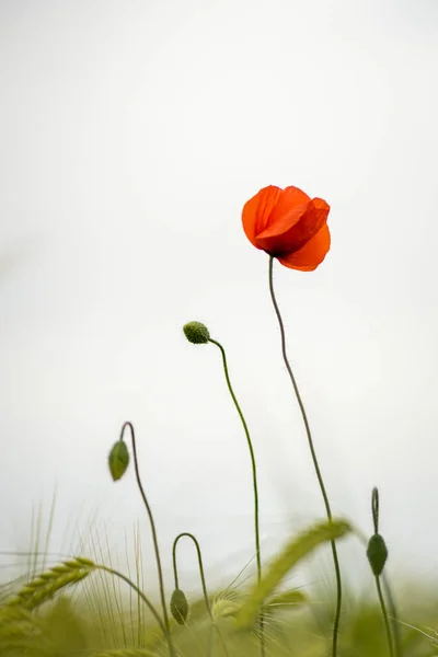 Blumenschmuck, Dekorationsblumen. schöne rote Mohnblumen in fron — Stockfoto