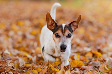 Safkan Jack Russell Terrier 12 yaşında. Küçük sevimli köpek sonbaharda yaprakları çalışıyor
