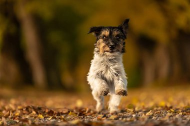 Jack Russell Terrier. Genç sevimli köpek bir tre ile çalışıyor