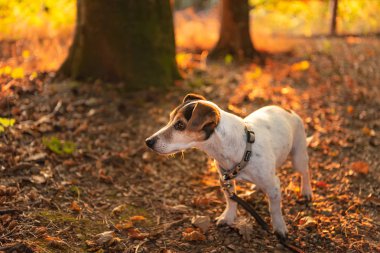 Jack Russell Terrier. Köpek sonbaharda renkli sezonda ormanda gün batımında duruyor.