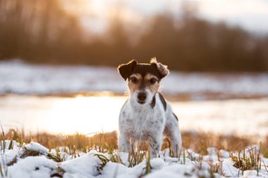 Beyaz kış manzara Jack Russell Terrier. Köpek 8 yıl ol