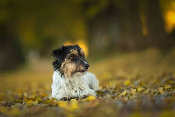 Jack Russell Terrier Mały Uroczy Pies Leży Pięknym Lesie Jesienią — Zdjęcie stockowe