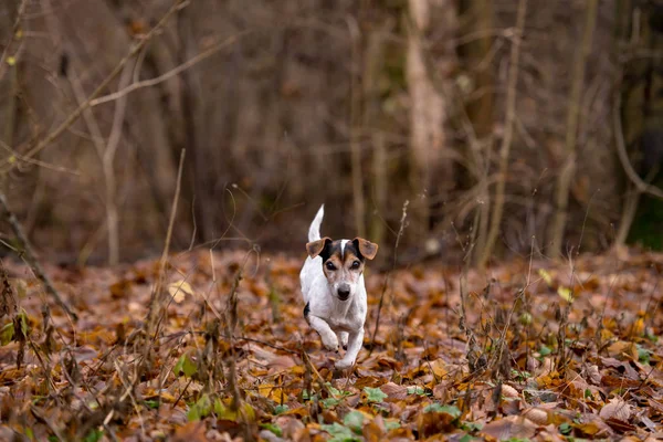 Jack Russell Terrier biegnie przez zarośla w nagie Fores — Zdjęcie stockowe