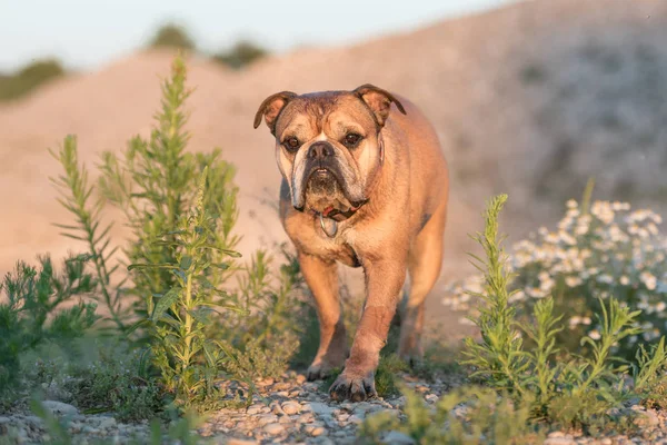 Cute Continental Bulldog. Dog is standing in a beautiful meadow — Stock Photo, Image