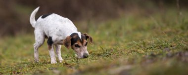 Jack Russell Terrier köpek orman