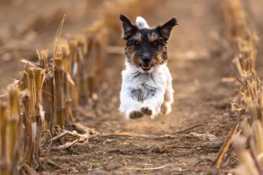 Sonbaharda hasat edilen mısır tarlasında koşan köpek. jack russell terrier 3 yaşında