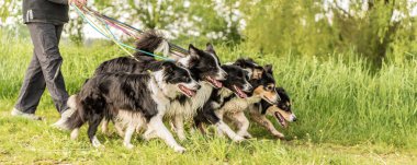 Doğada bir tasma üzerinde birçok köpek ile yürüyün. Sınır Collies