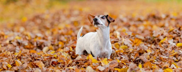 Purebred Jack Russell Terriër Jaar Oud Kleine Schattige Hond Loopt — Stockfoto