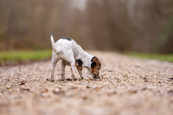 Jack Russell Terrier Lindo perro está siguiendo un rastro — Foto de Stock