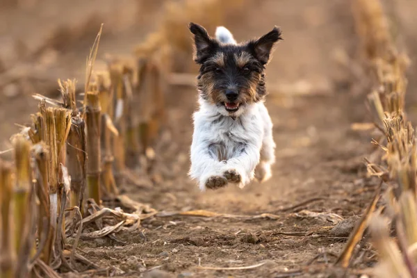 Perro Corriendo Sobre Campo Maíz Cosechado Otoño Jack Russell Terrier — Foto de Stock
