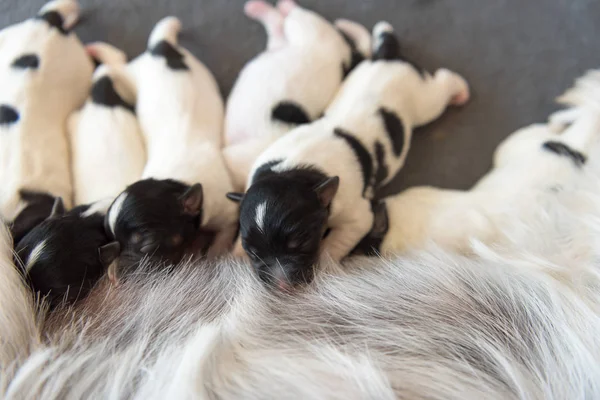 Cachorros recién nacidos - 2 días de edad - Jack Russell Terrier perros — Foto de Stock