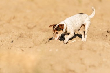 Jack Rusell Terrier köpek bir alanda bir iz takip ediyor