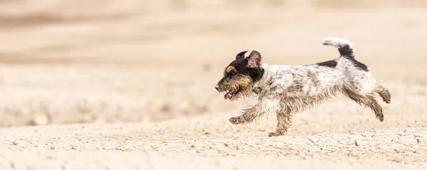 Pequeño perro lindo corriendo en tierra arenosa seca y divertirse. Jack Ru. —  Fotos de Stock