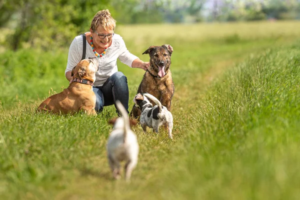 Dog sitter is walking  with many dogs on a leash. Dog walker wit — Stock Photo, Image