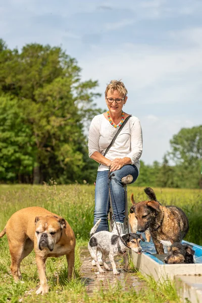 Dog sitter is rasting with many dogs by the water. Dog walker wi