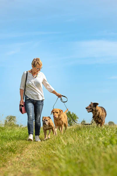 犬のシッターは、リードに多くの犬と一緒に歩いています。犬の歩行者ウィット — ストック写真