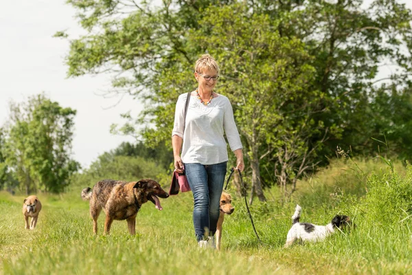 Dog sitter is walking  with many dogs on a leash. Dog walker wit