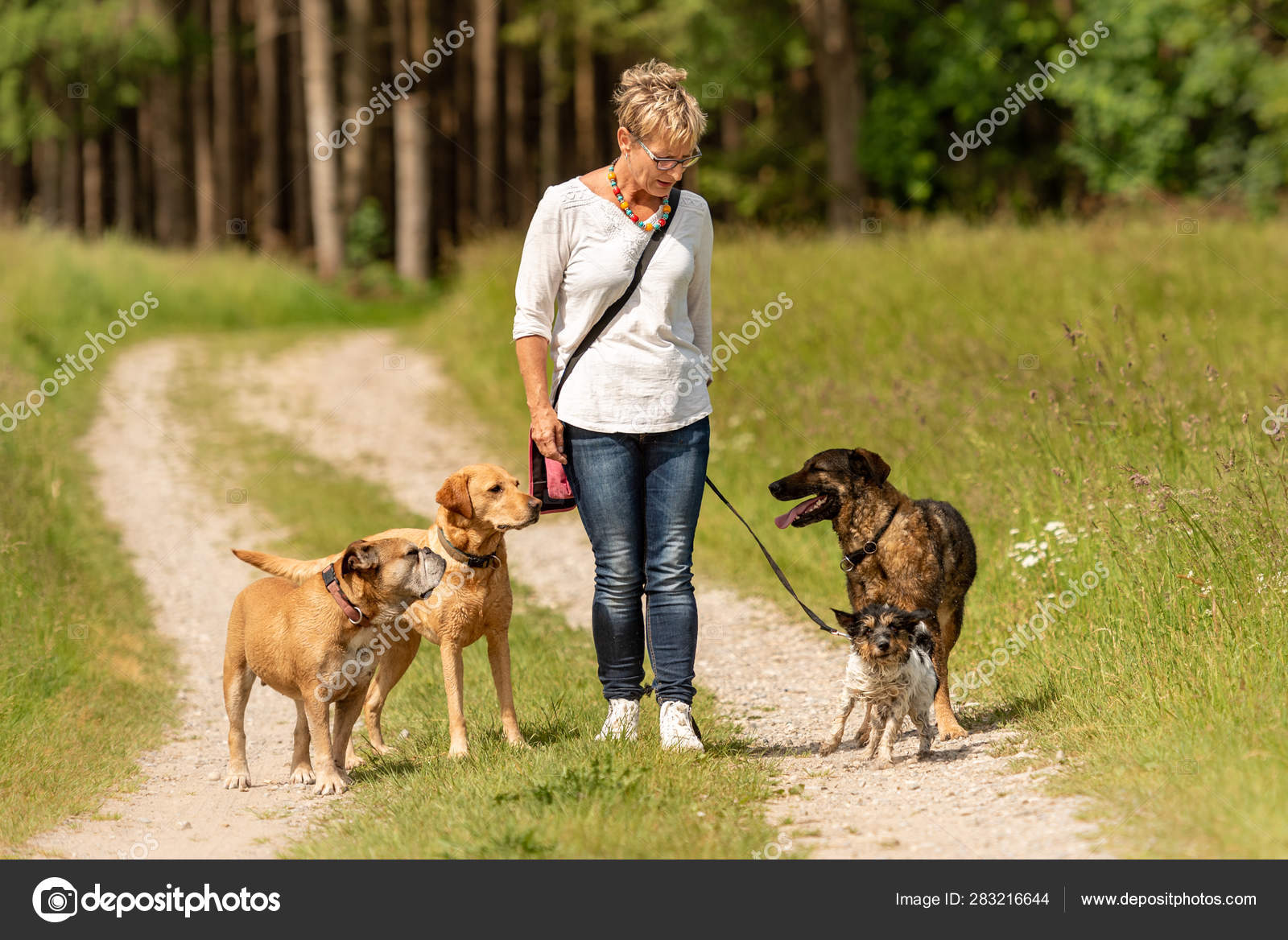 How Many Dogs Do Dog Walkers Walk