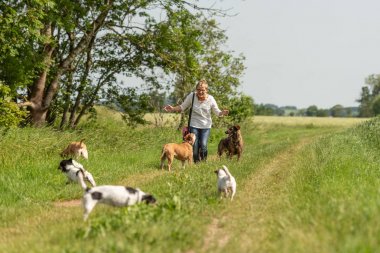 Köpek bakıcısı bir tasma üzerinde birçok köpek ile yürüyor. Köpek Walker Wit