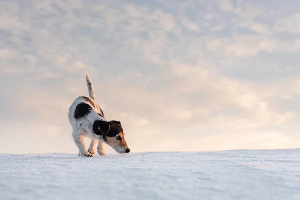 Little handsome Jack Russell Terrier dog sniffs in front of atmo — Stock Photo, Image