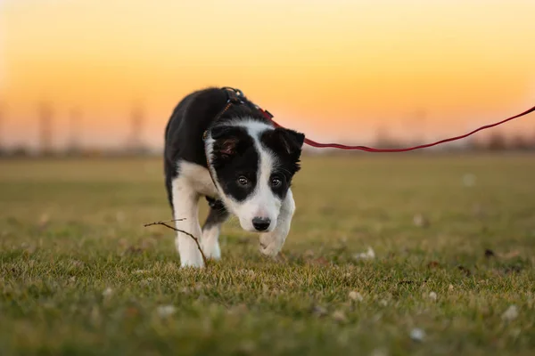 Border Collie cachorro perro está corriendo en un prado verde en frente de —  Fotos de Stock