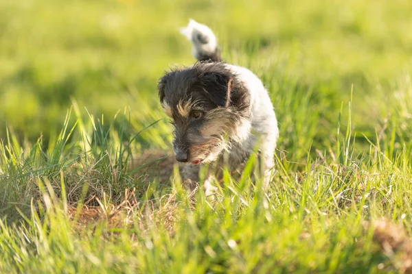 Retrato de un perro Jack Russell Terrier de 4 años al aire libre — Foto de Stock