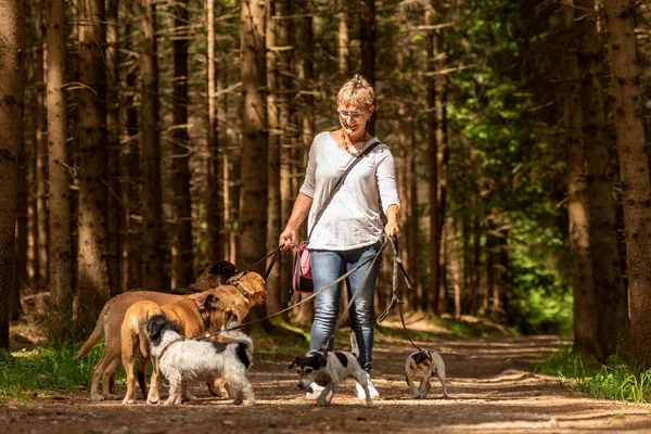 Прогулка со многими собаками на поводке. Dog sitter with different dog br. — стоковое фото