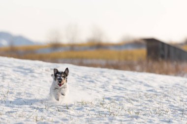Jack Russell Terrier köpek bir kış karlı çayırda çalışıyor