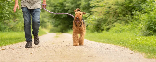 Айрдейл-терьер. Собачий дрессировщик гуляет со своей модной собакой — стоковое фото