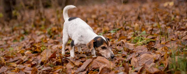Jack Russell Terrier pies w lesie — Zdjęcie stockowe