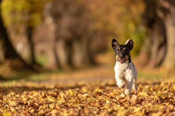 Jack Russell Terrier. Giovane cane carino sta correndo veloce attraverso una t — Foto Stock