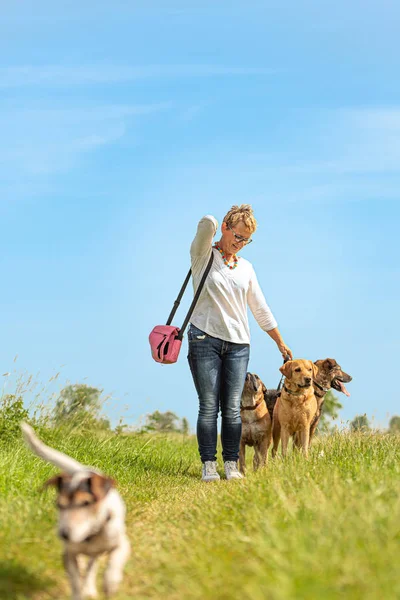 Dog sitter is walking  with many dogs on a leash. Dog walker wit