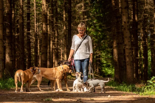 Caminhe com muitos cães em uma coleira. Cão sitter com cão diferente br — Fotografia de Stock