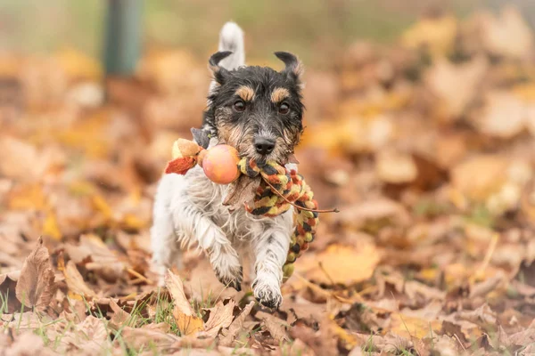 Jack russell terrier hound.  Little dog runs with his toy in the autumn season over a colorful meadow