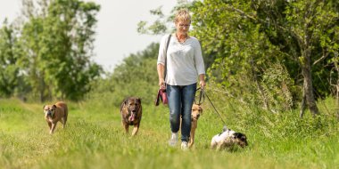 Köpek bakıcısı bir tasma üzerinde birçok köpek ile yürüyor. Köpek Walker Wit