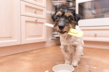 küçük sevimli köpek pişirme ve pişirme - jack russell terrier tazı