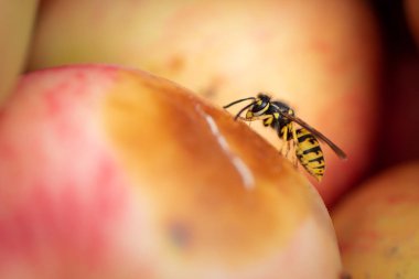 Yaban arısı bir elma sonbaharda oturur.