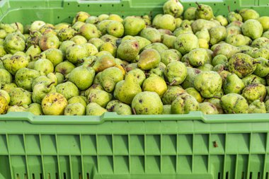 Sonbaharda bir kapta birçok Olgun sonbahar armut düşmek