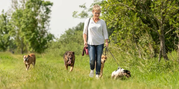 Dog sitter is walking  with many dogs on a leash. Dog walker wit