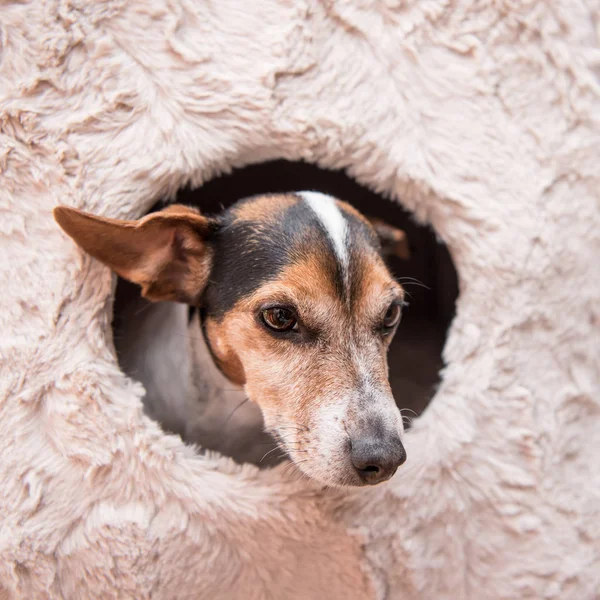 Χαριτωμένο σκυλάκι βρίσκεται άνετα σε μια σπηλιά γάτα-Jack Ράσελ 10 — Φωτογραφία Αρχείου