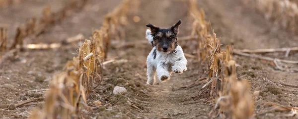 Jack Russell pieska jest wyścigi szybko nad polem kukurydzy jesienią — Zdjęcie stockowe