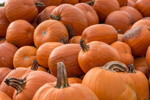 Many pumpkins on a pile Royalty Free Stock Photos